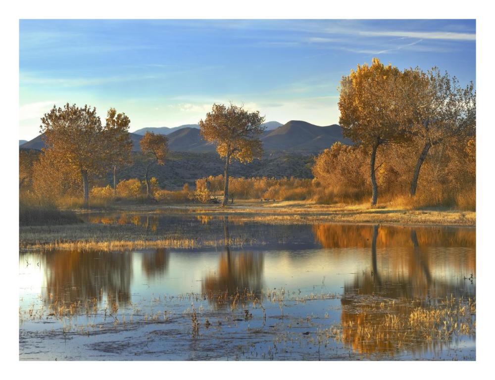 Cottonwood Trees And Willows, Fall Foliage, Bosque Del Apache National Wildlife Refuge, New Mexico-Paper Art-26X20