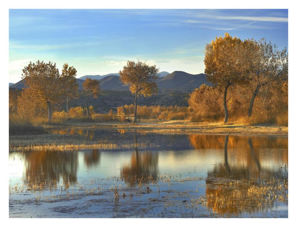 Cottonwood Trees And Willows, Fall Foliage, Bosque Del Apache National Wildlife Refuge, New Mexico-Paper Art-34X26