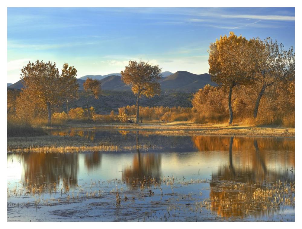 Cottonwood Trees And Willows, Fall Foliage, Bosque Del Apache National Wildlife Refuge, New Mexico-Paper Art-42X32