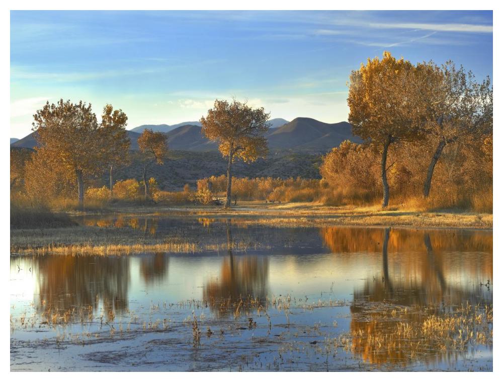 Cottonwood Trees And Willows, Fall Foliage, Bosque Del Apache National Wildlife Refuge, New Mexico-Paper Art-50X38