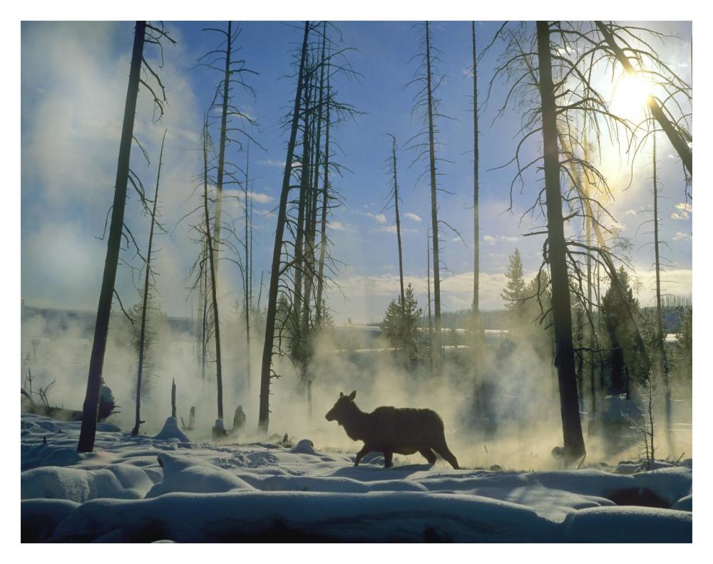 Elk Female In The Snow With Steam Rising From Nearby Hot Spring, Yellowstone National Park, Wyoming-Paper Art-18X14