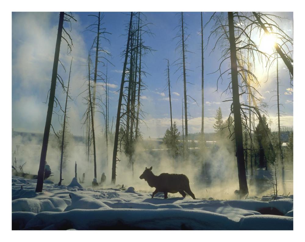 Elk Female In The Snow With Steam Rising From Nearby Hot Spring, Yellowstone National Park, Wyoming-Paper Art-26X20