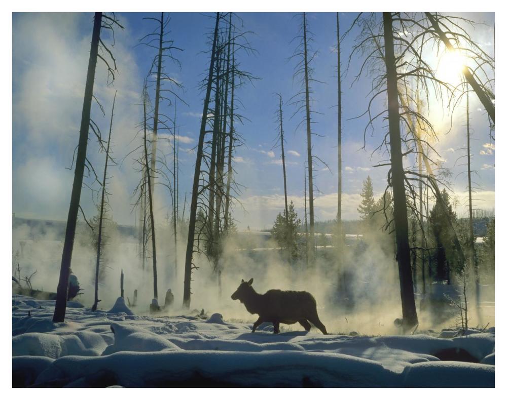 Elk Female In The Snow With Steam Rising From Nearby Hot Spring, Yellowstone National Park, Wyoming-Paper Art-42X32