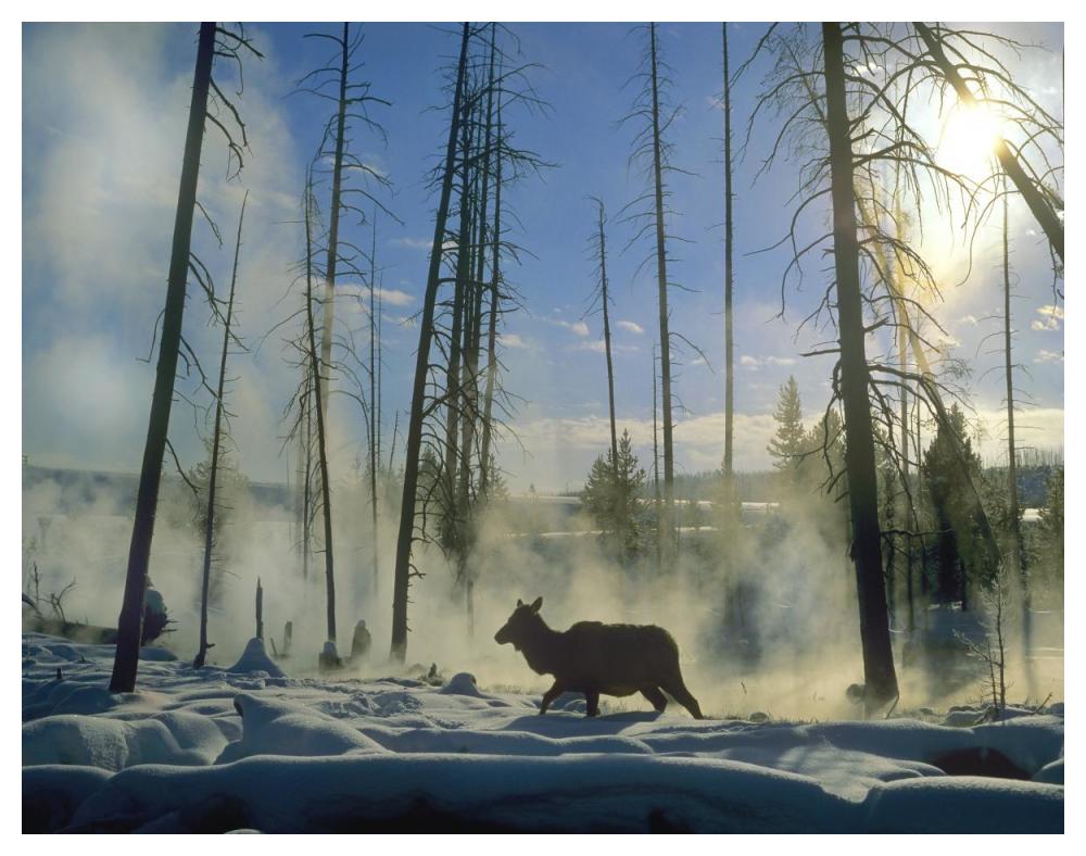 Elk Female In The Snow With Steam Rising From Nearby Hot Spring, Yellowstone National Park, Wyoming-Paper Art-50X38