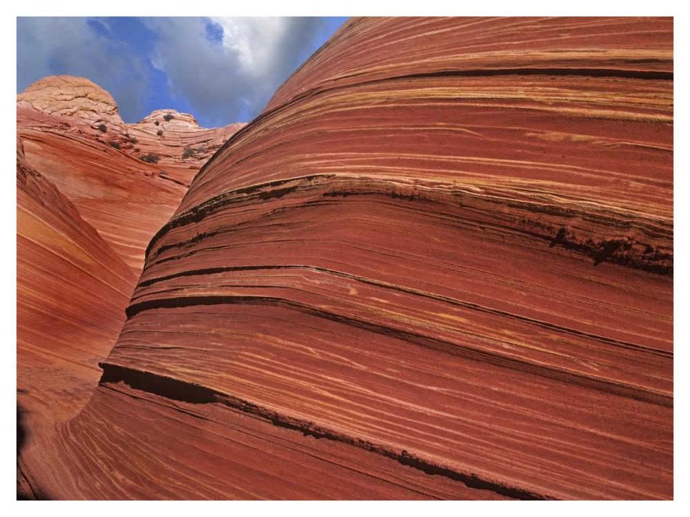 Detail Of The Wave, A Navajo Sandstone Formation In Paria Canyon-Vermilion Cliffs Wilderness, Arizona-Paper Art-42X32