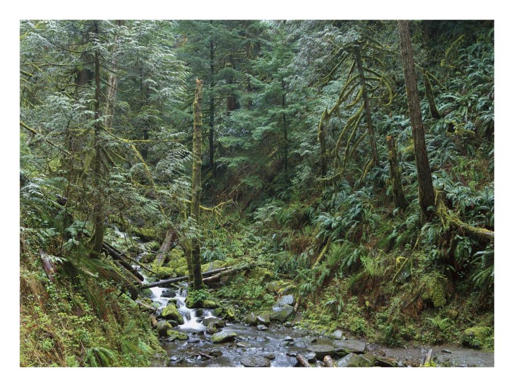 Cascade Along Eagle Creek Flowing Through Temperate Old Growth Rainforest, Columbia River Gorge, Oregon-Paper Art-26X20