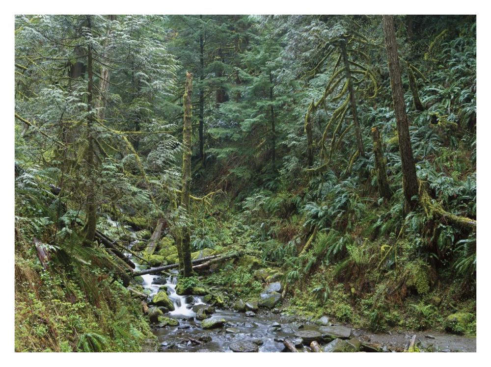 Cascade Along Eagle Creek Flowing Through Temperate Old Growth Rainforest, Columbia River Gorge, Oregon-Paper Art-34X26