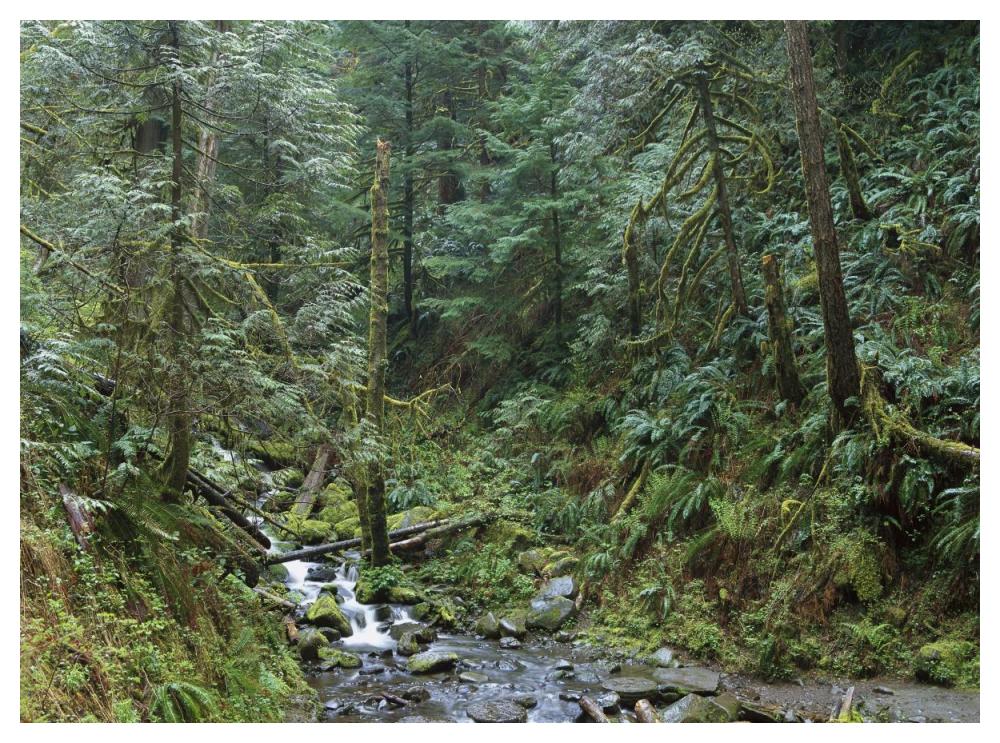 Cascade Along Eagle Creek Flowing Through Temperate Old Growth Rainforest, Columbia River Gorge, Oregon-Paper Art-50X38