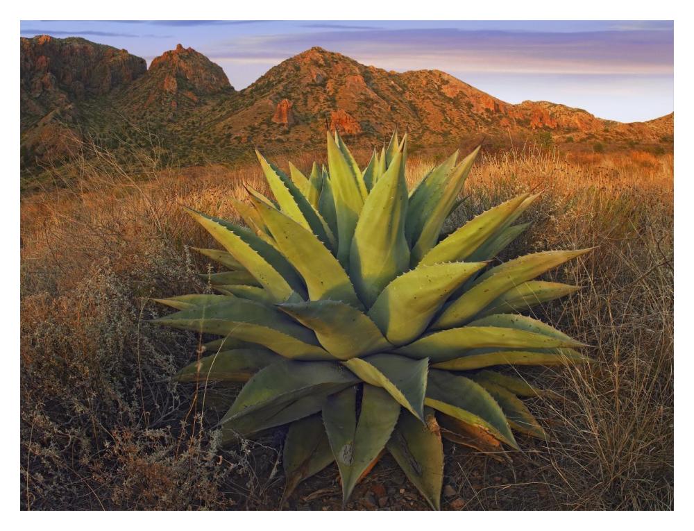 Agave Plants And Chisos Mountains Seen From Chisos Basin, Big Bend National Park, Chihuahuan Desert, Texas-Paper Art-18X14