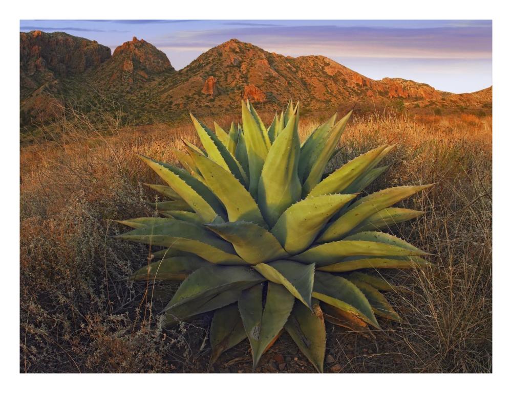 Agave Plants And Chisos Mountains Seen From Chisos Basin, Big Bend National Park, Chihuahuan Desert, Texas-Paper Art-26X20