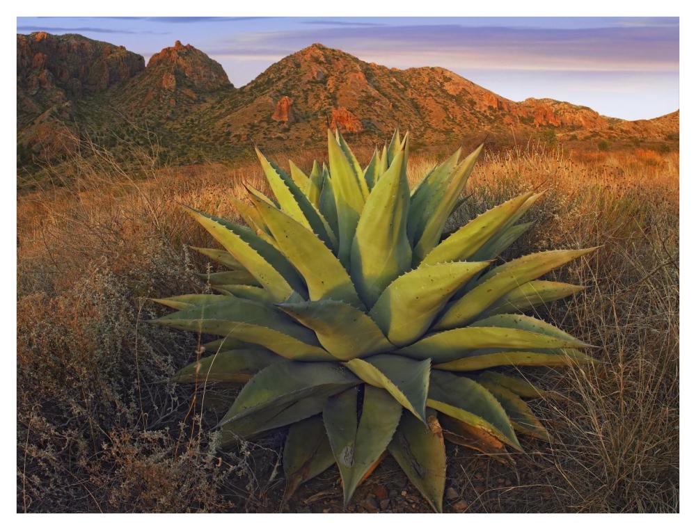 Agave Plants And Chisos Mountains Seen From Chisos Basin, Big Bend National Park, Chihuahuan Desert, Texas-Paper Art-42X32