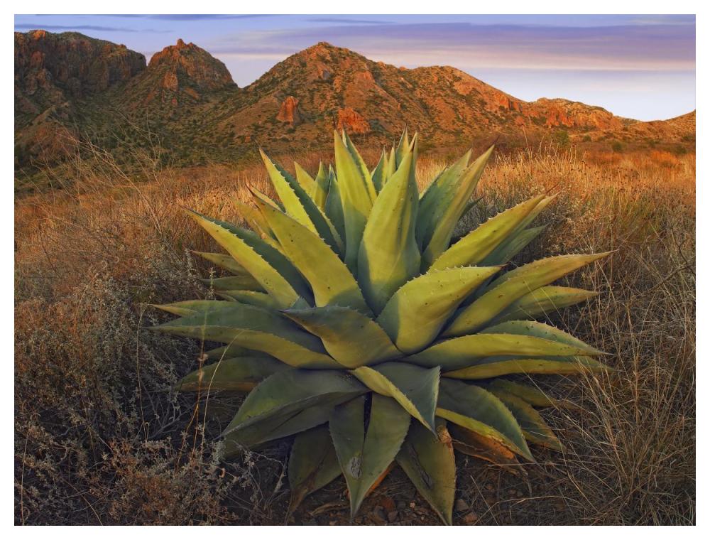 Agave Plants And Chisos Mountains Seen From Chisos Basin, Big Bend National Park, Chihuahuan Desert, Texas-Paper Art-50X38