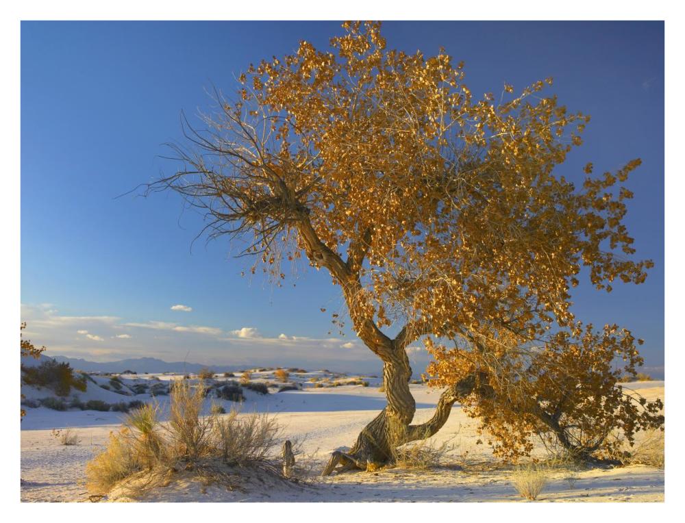 Fremont Cottonwood Tree Single Tree In Desert, White Sands National Monument, Chihuahuan Desert New Mexico-Paper Art-34X26