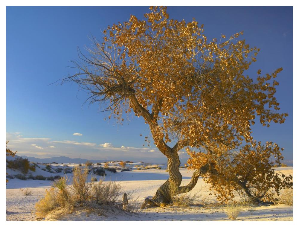 Fremont Cottonwood Tree Single Tree In Desert, White Sands National Monument, Chihuahuan Desert New Mexico-Paper Art-50X38
