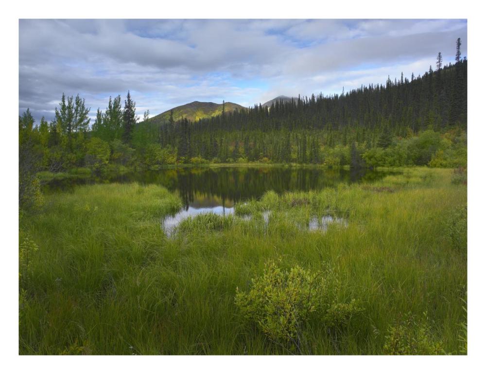 Boreal Forest With Pond And Antimony Mountain In The Background, Ogilvie Mountains, Yukon Territory, Canada-Paper Art-26X20