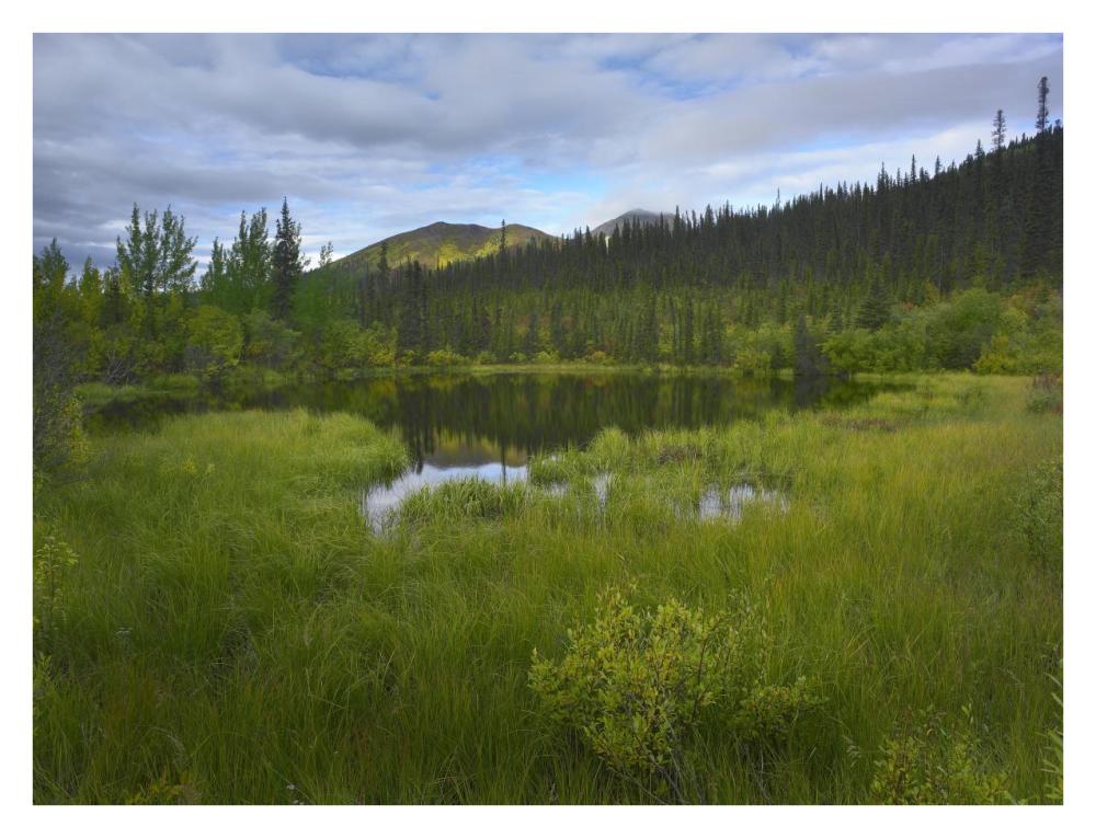 Boreal Forest With Pond And Antimony Mountain In The Background, Ogilvie Mountains, Yukon Territory, Canada-Paper Art-34X26