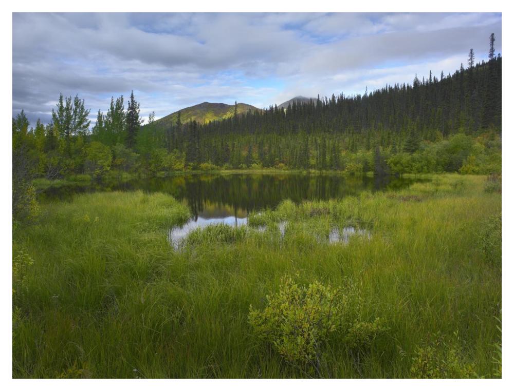 Boreal Forest With Pond And Antimony Mountain In The Background, Ogilvie Mountains, Yukon Territory, Canada-Paper Art-42X32