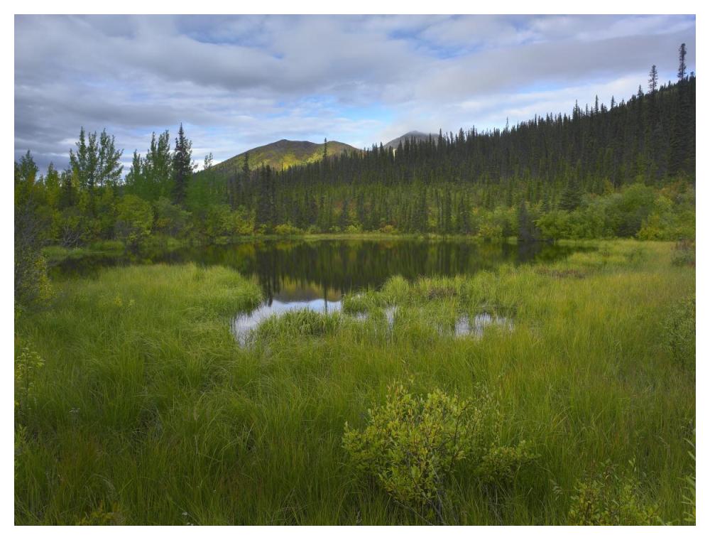 Boreal Forest With Pond And Antimony Mountain In The Background, Ogilvie Mountains, Yukon Territory, Canada-Paper Art-50X38