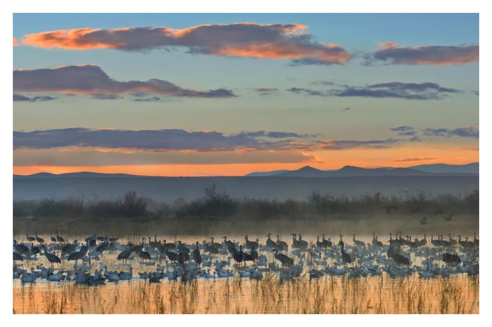 Snow Geese And Sandhill Cranes, Bosque Del Apache National Wildlife Refuge, New Mexico-Paper Art-20X14