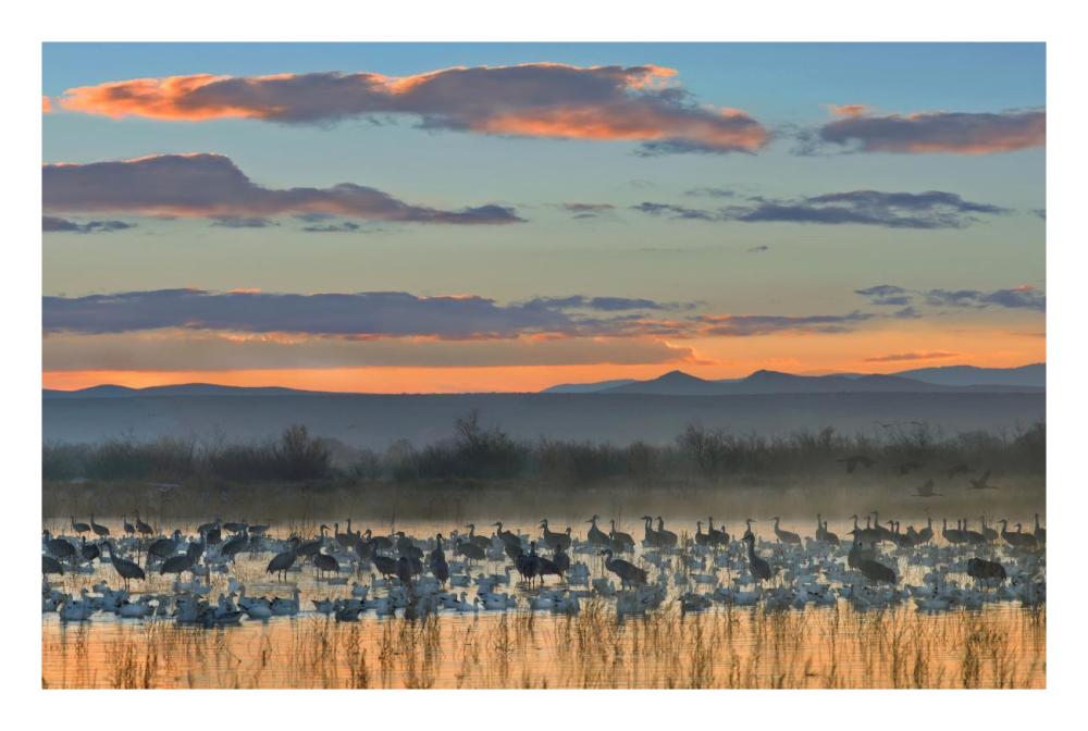 Snow Geese And Sandhill Cranes, Bosque Del Apache National Wildlife Refuge, New Mexico-Paper Art-26X18