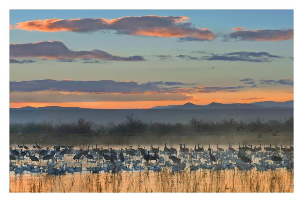 Snow Geese And Sandhill Cranes, Bosque Del Apache National Wildlife Refuge, New Mexico-Paper Art-32X22