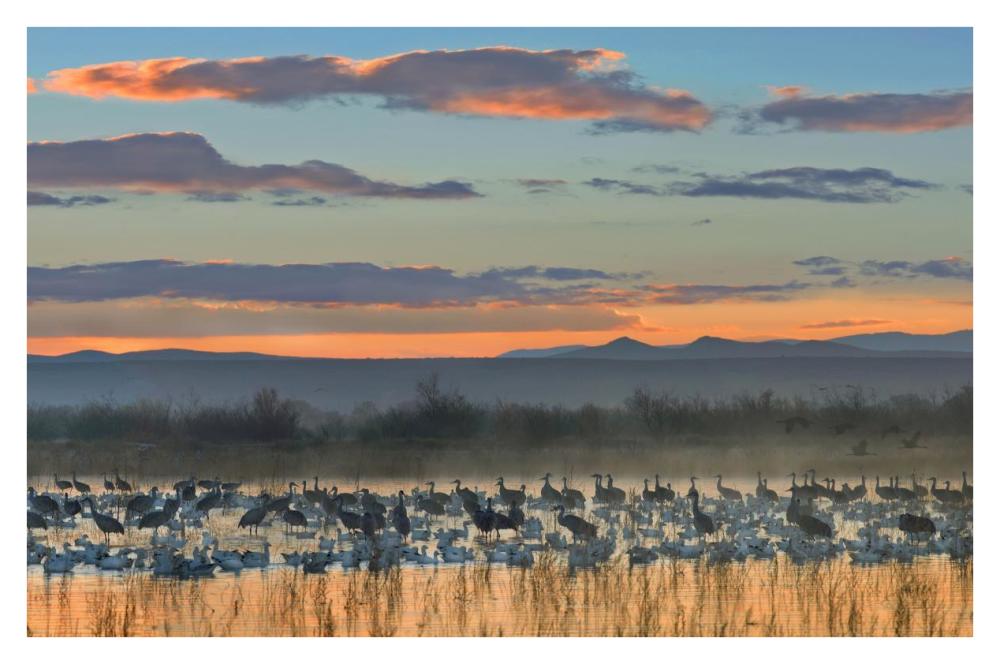 Snow Geese And Sandhill Cranes, Bosque Del Apache National Wildlife Refuge, New Mexico-Paper Art-38X26