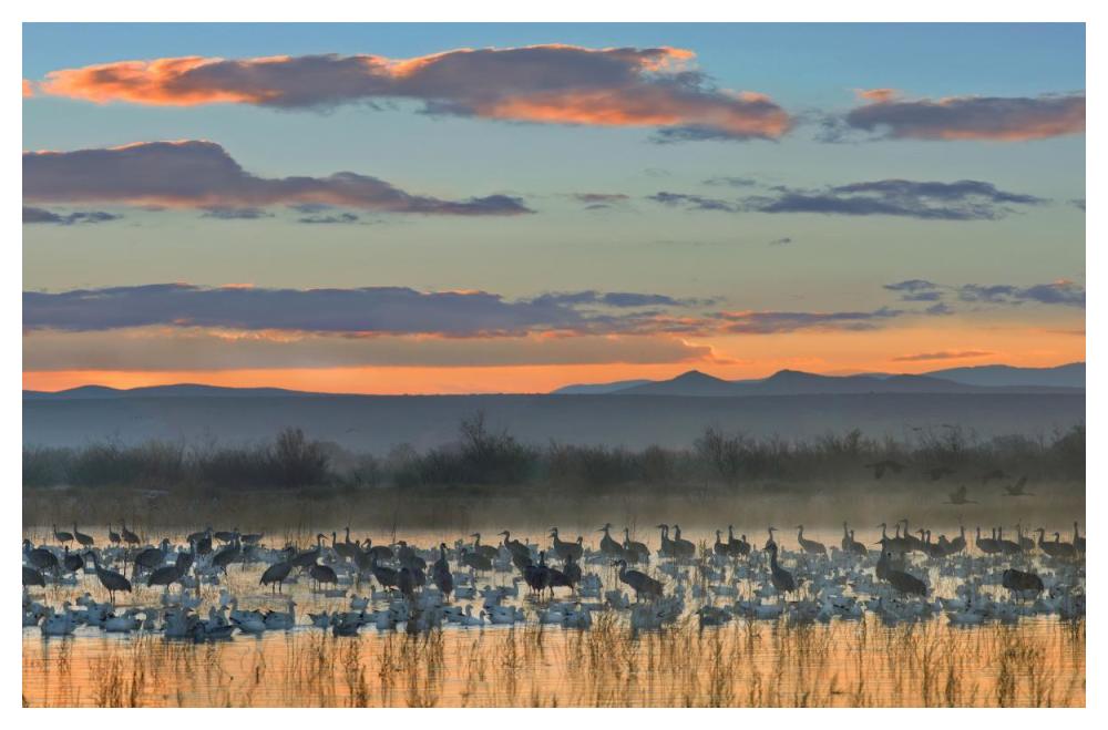 Snow Geese And Sandhill Cranes, Bosque Del Apache National Wildlife Refuge, New Mexico-Paper Art-50X34