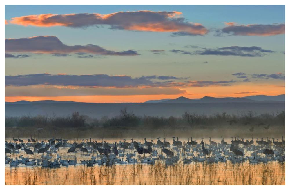 Snow Geese And Sandhill Cranes, Bosque Del Apache National Wildlife Refuge, New Mexico-Paper Art-62X42