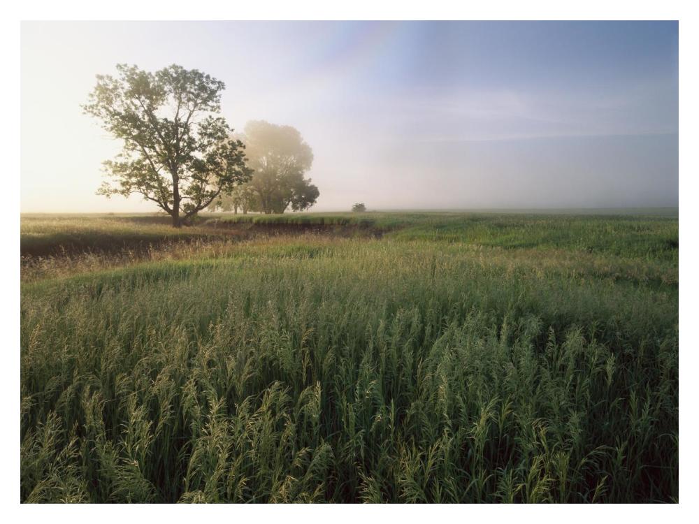 Oak Trees Shrouded In Fog, Tallgrass Prairie In Flint Hills Taken Over By Invasive Great Brome Grass, Kansas-Paper Art-18X14