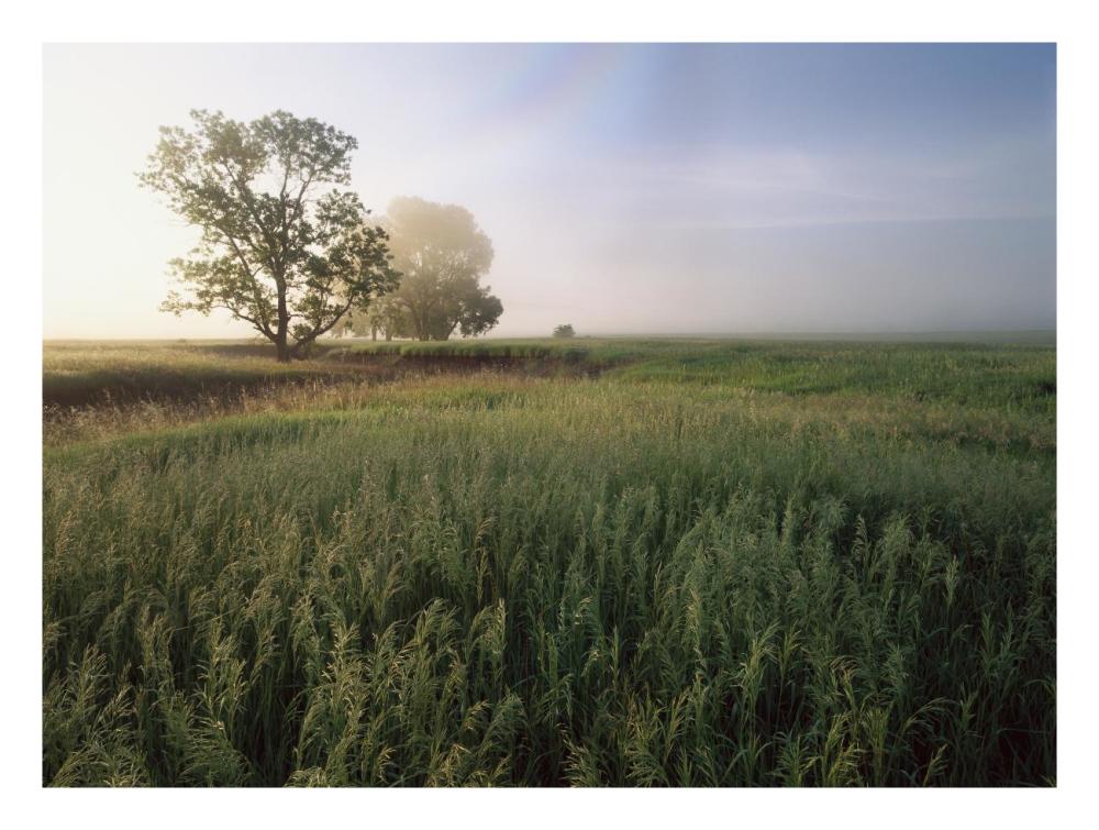 Oak Trees Shrouded In Fog, Tallgrass Prairie In Flint Hills Taken Over By Invasive Great Brome Grass, Kansas-Paper Art-26X20