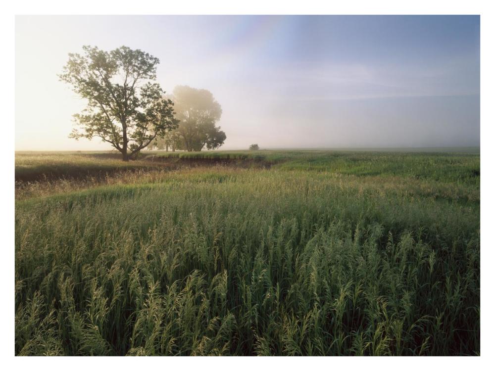 Oak Trees Shrouded In Fog, Tallgrass Prairie In Flint Hills Taken Over By Invasive Great Brome Grass, Kansas-Paper Art-34X26