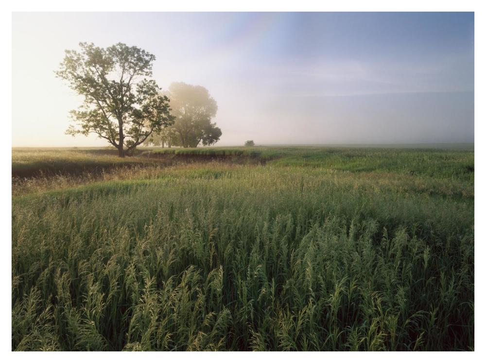 Oak Trees Shrouded In Fog, Tallgrass Prairie In Flint Hills Taken Over By Invasive Great Brome Grass, Kansas-Paper Art-42X32