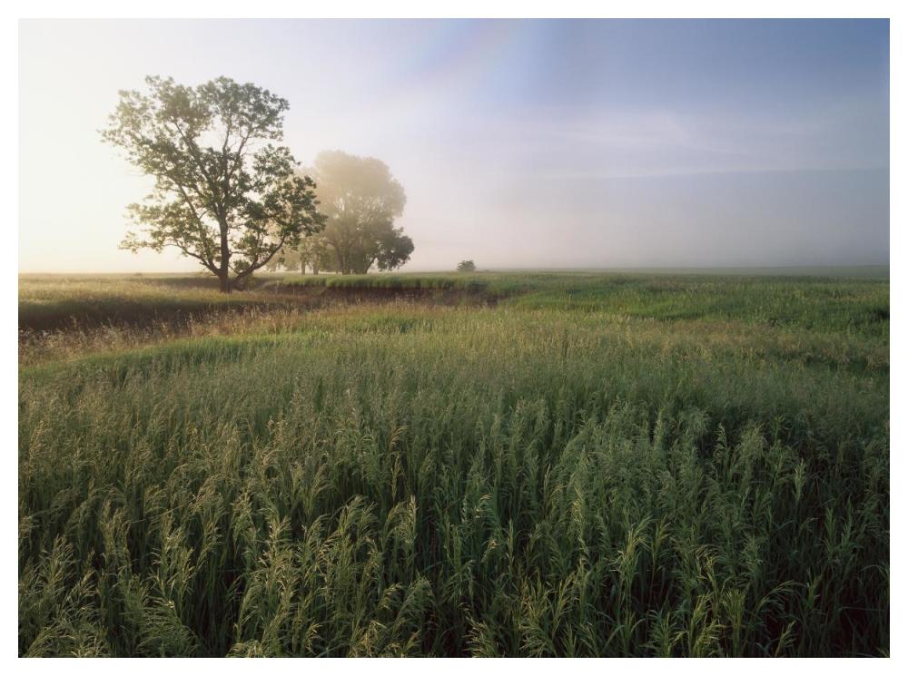 Oak Trees Shrouded In Fog, Tallgrass Prairie In Flint Hills Taken Over By Invasive Great Brome Grass, Kansas-Paper Art-50X38
