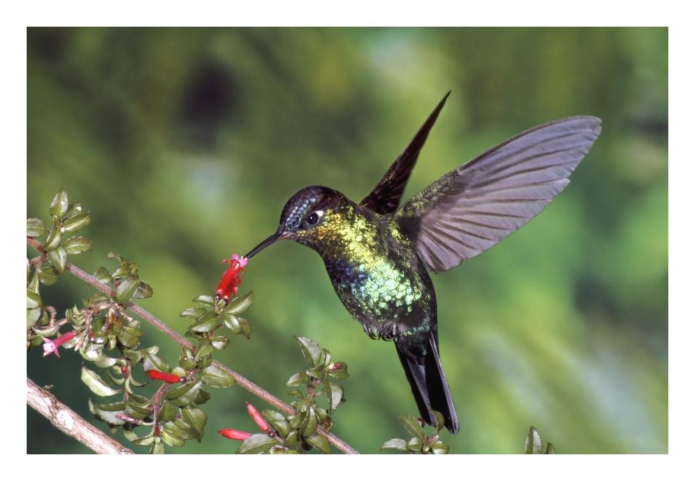 Fiery-Throated Hummingbird Feeding At Ladies Eardrops Flower, Poas Volcano National Park, Costa Rica-Paper Art-26X18