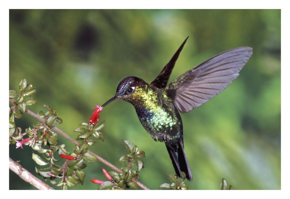 Fiery-Throated Hummingbird Feeding At Ladies Eardrops Flower, Poas Volcano National Park, Costa Rica-Paper Art-32X22