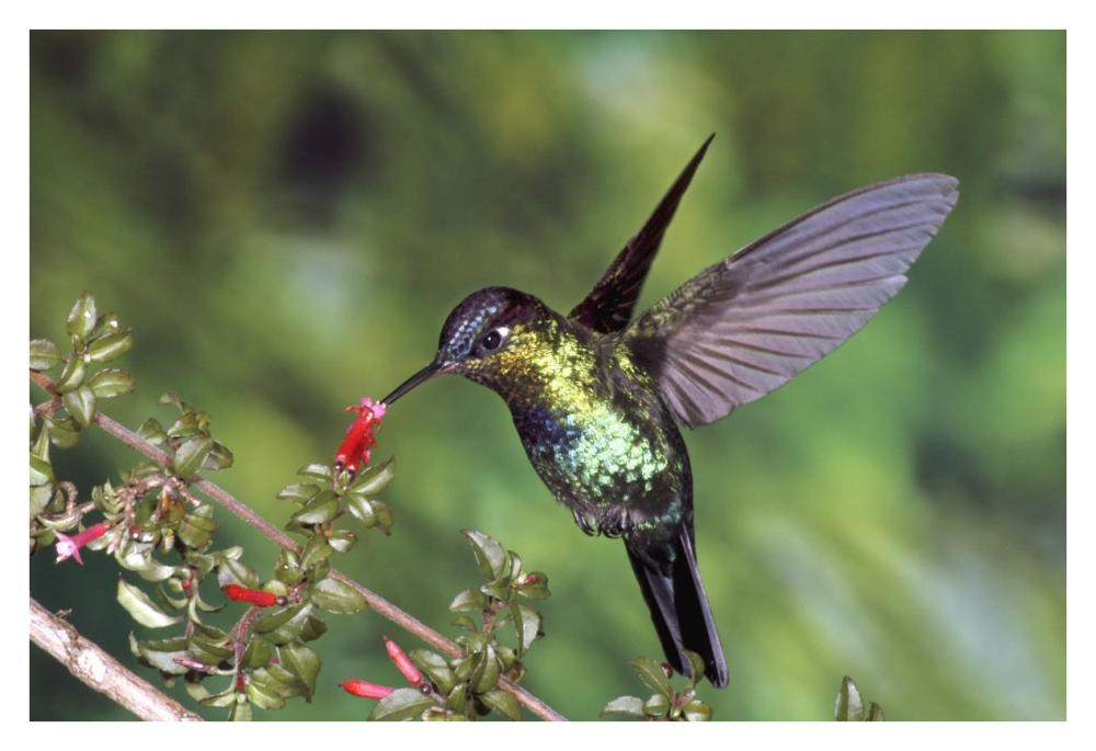 Fiery-Throated Hummingbird Feeding At Ladies Eardrops Flower, Poas Volcano National Park, Costa Rica-Paper Art-38X26