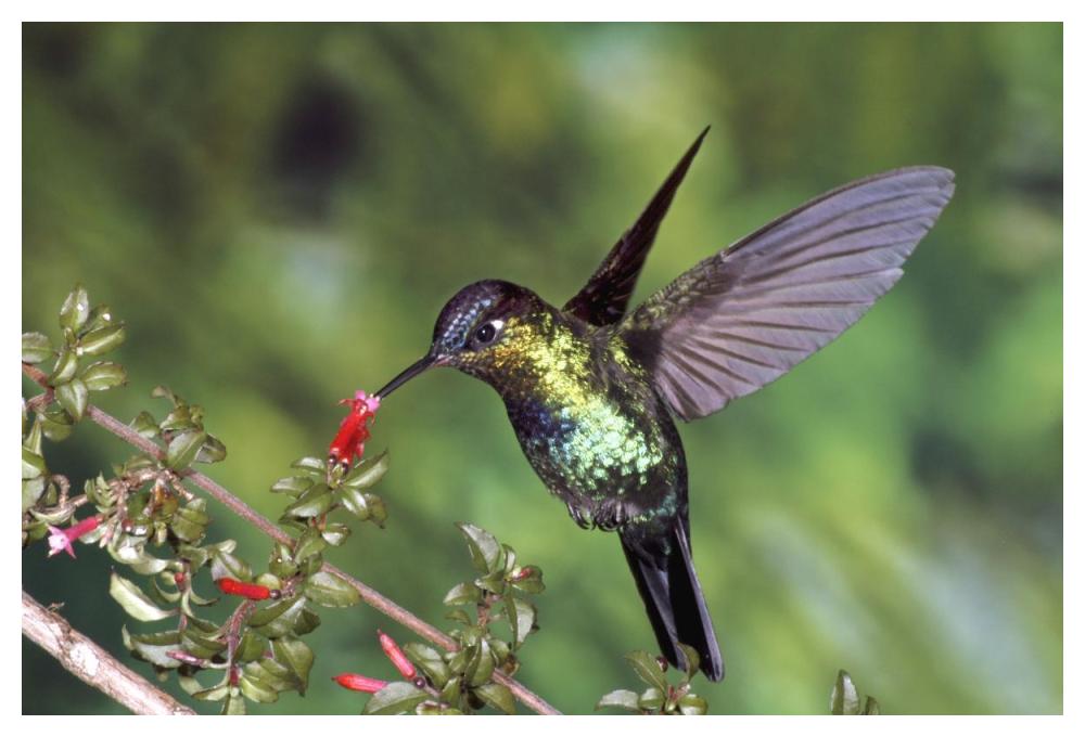 Fiery-Throated Hummingbird Feeding At Ladies Eardrops Flower, Poas Volcano National Park, Costa Rica-Paper Art-50X34