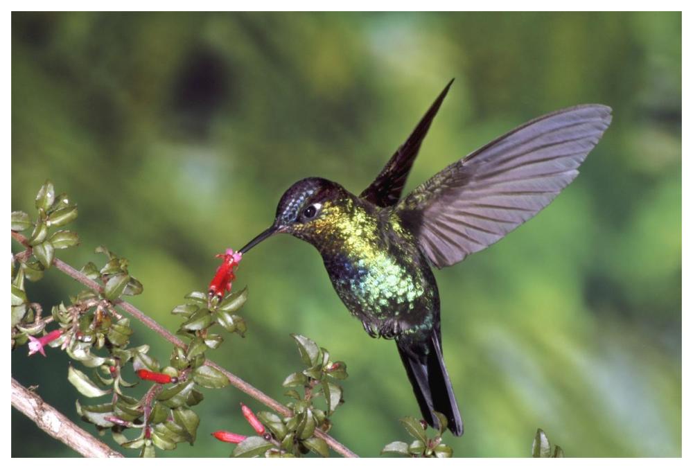 Fiery-Throated Hummingbird Feeding At Ladies Eardrops Flower, Poas Volcano National Park, Costa Rica-Paper Art-62X42