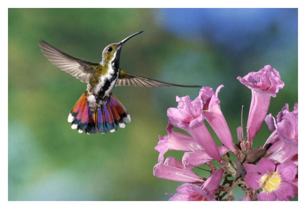 Green-Breasted Mango Hummingbird Visiting Flowers Of Puiva Tree, Costa Rica-Paper Art-20X14