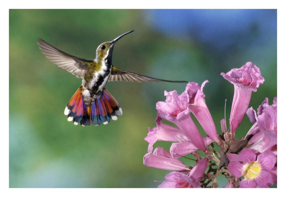 Green-Breasted Mango Hummingbird Visiting Flowers Of Puiva Tree, Costa Rica-Paper Art-32X22