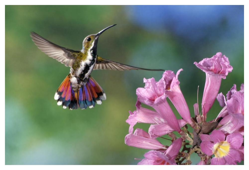 Green-Breasted Mango Hummingbird Visiting Flowers Of Puiva Tree, Costa Rica-Paper Art-50X34