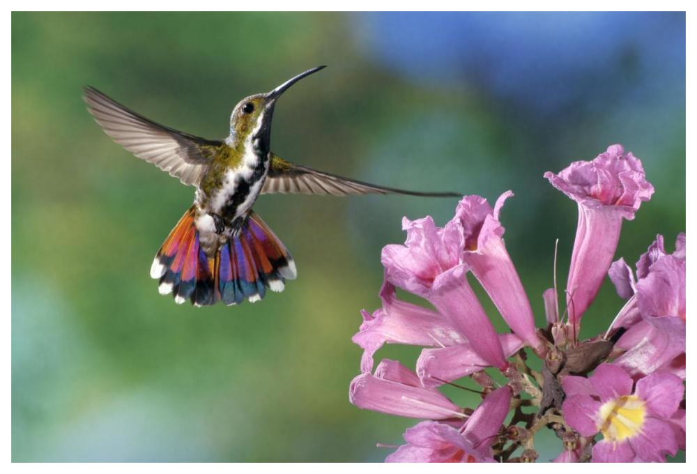 Green-Breasted Mango Hummingbird Visiting Flowers Of Puiva Tree, Costa Rica-Paper Art-62X42