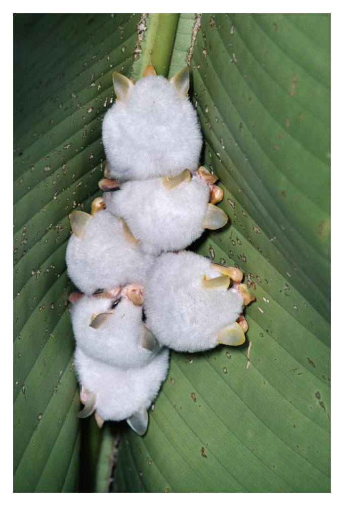 Honduran White Bat Group Roosting Under Heliconia Leaf, Rainforest, Costa Rica-Paper Art-14X20