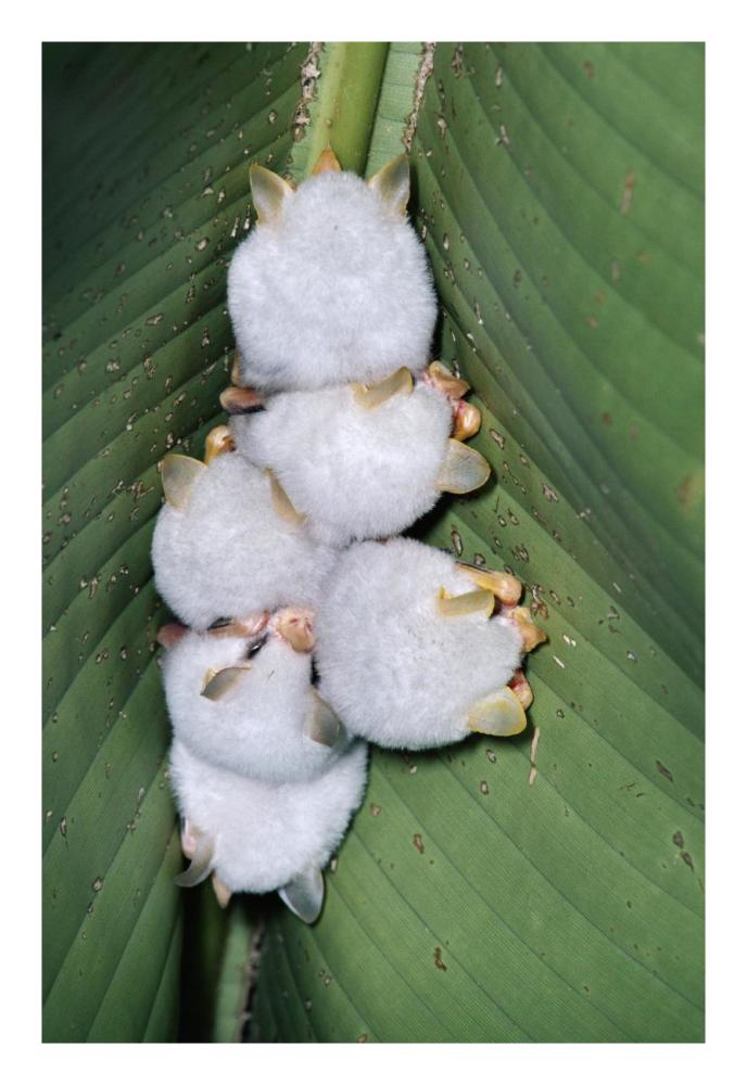 Honduran White Bat Group Roosting Under Heliconia Leaf, Rainforest, Costa Rica-Paper Art-18X26