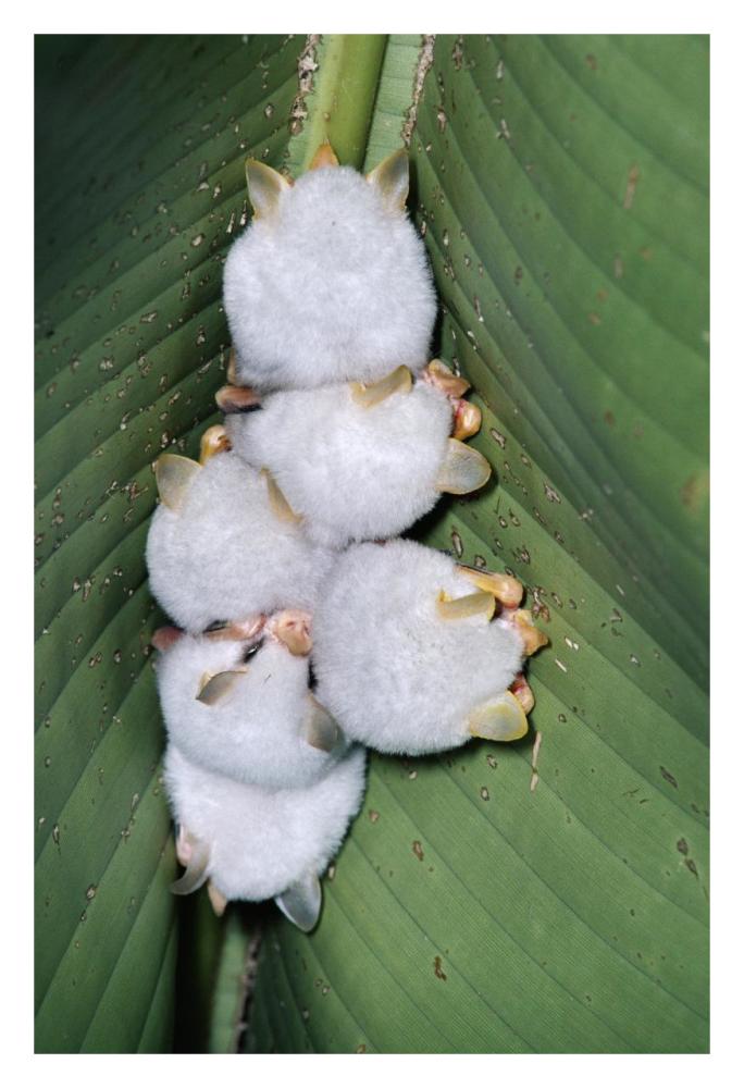 Honduran White Bat Group Roosting Under Heliconia Leaf, Rainforest, Costa Rica-Paper Art-22X32