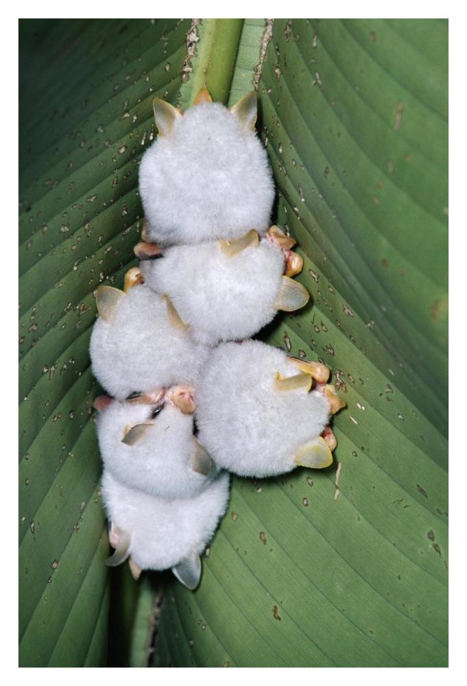 Honduran White Bat Group Roosting Under Heliconia Leaf, Rainforest, Costa Rica-Paper Art-26X38