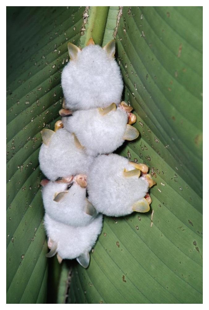 Honduran White Bat Group Roosting Under Heliconia Leaf, Rainforest, Costa Rica-Paper Art-34X50