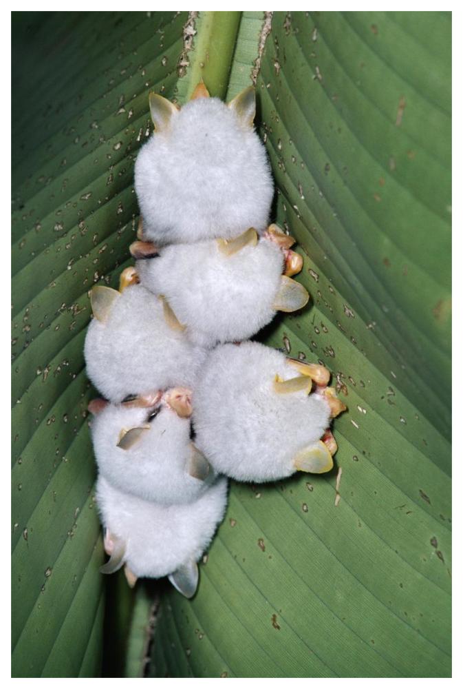 Honduran White Bat Group Roosting Under Heliconia Leaf, Rainforest, Costa Rica-Paper Art-42X62