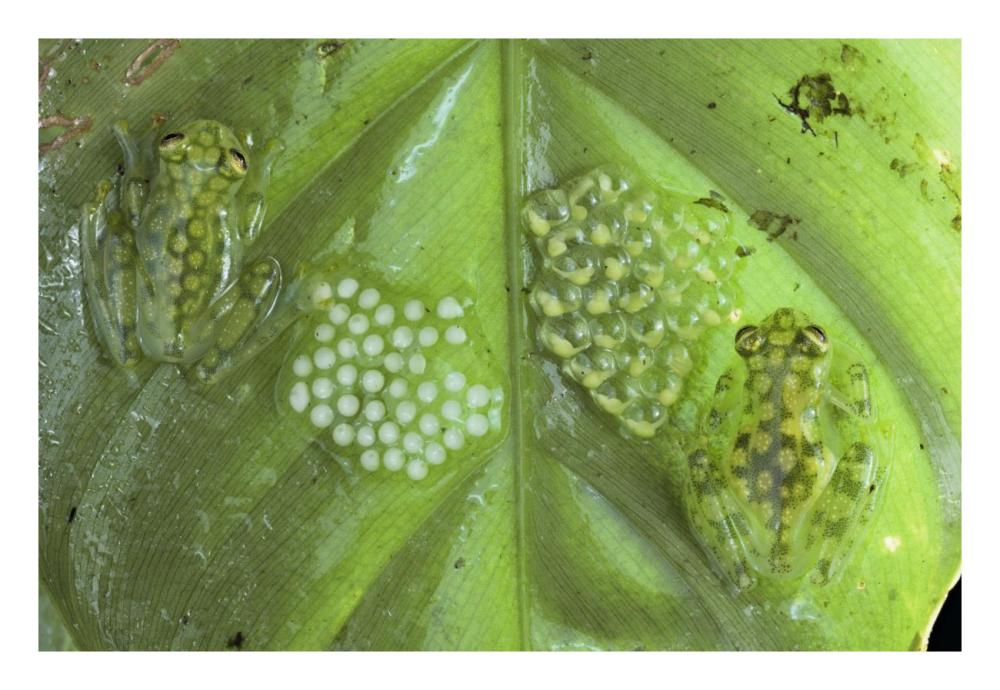 Reticulated Glass Frogs Guarding Two Clutches Of Eggs, Each At Different Stages Of Development, Costa Rica-Paper Art-26X18