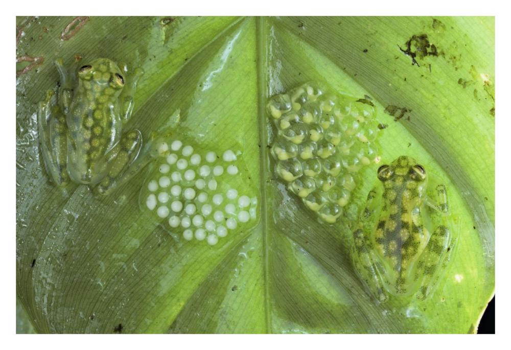 Reticulated Glass Frogs Guarding Two Clutches Of Eggs, Each At Different Stages Of Development, Costa Rica-Paper Art-32X22